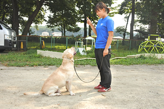 犬の預かり訓練の風景